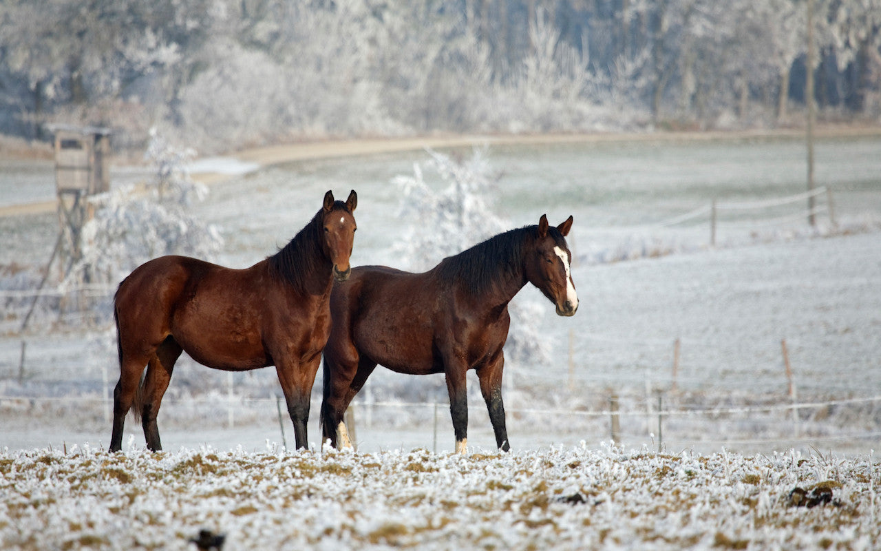 Horse Champs Reitartikel